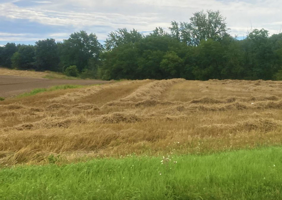 Wheat straw ready for baling.